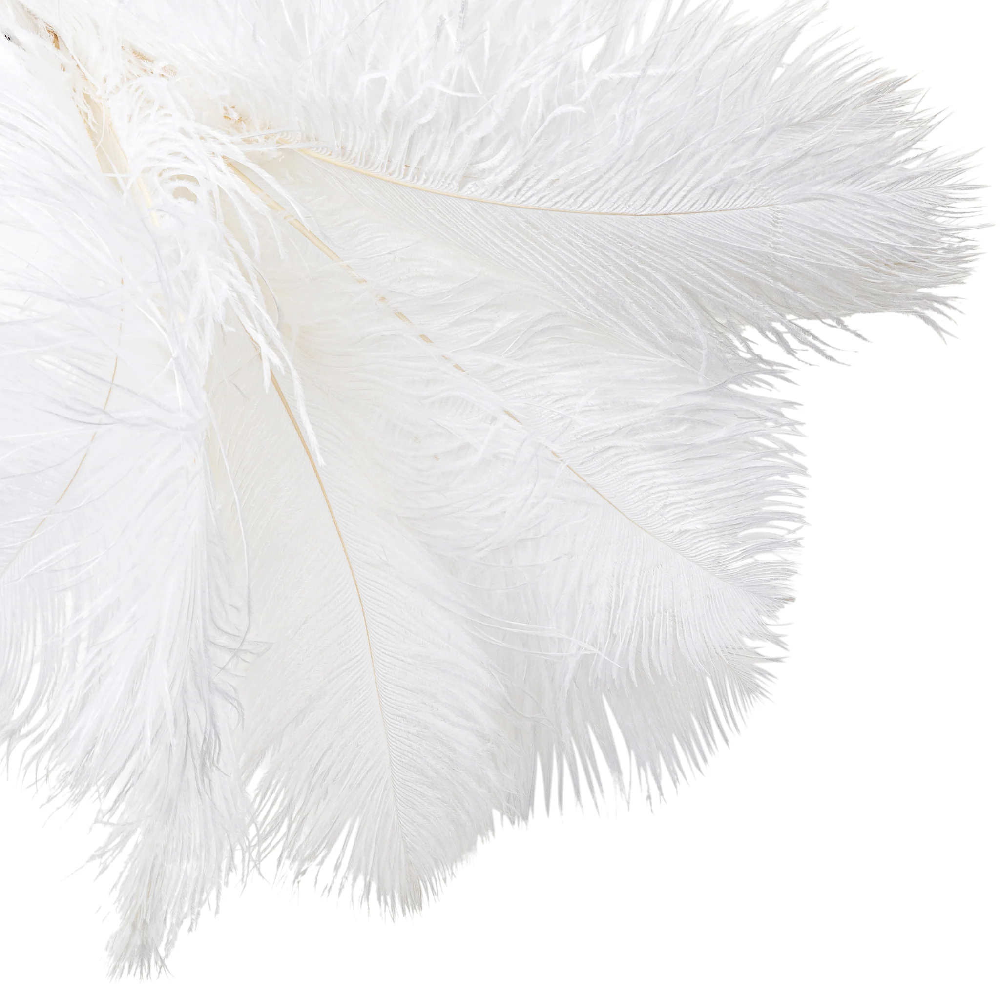 Ostrich Feathers 16"-18" (10 pcs) - White - Image 4